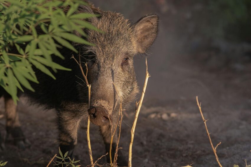 Șacalii Terorizează Orașul Arad: Problema Exponențială a Sălbăticiunilor