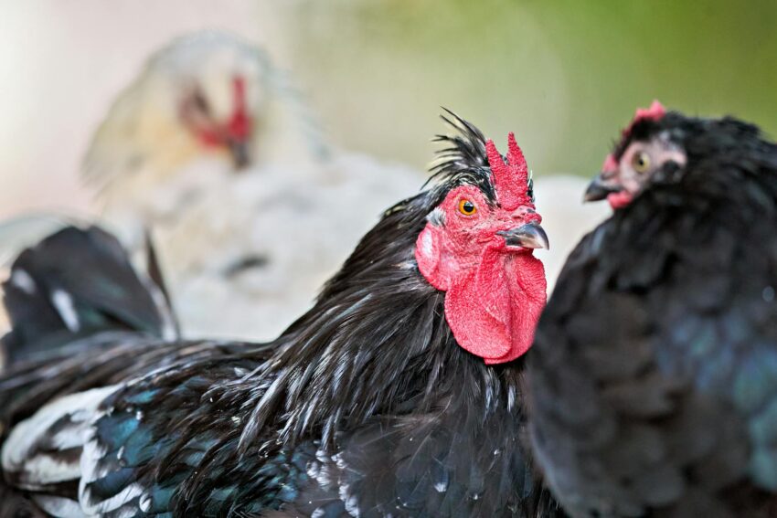 Evoluția Producției de Carne în România în Ianuarie 2026