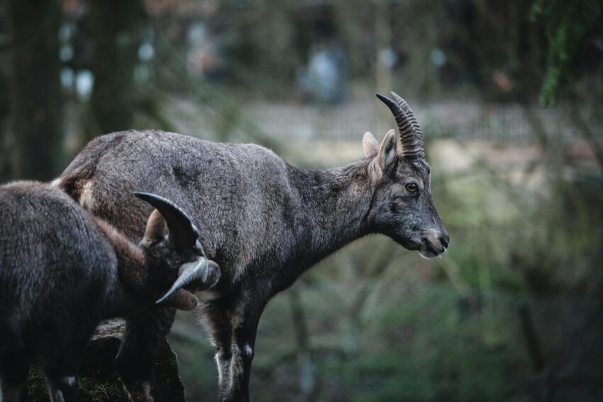 Percheziții în Bistrița-Năsăud pentru braconaj și arme ilegale