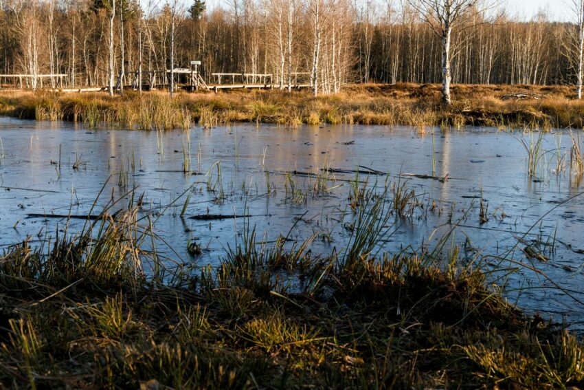 Ministrul Mediului prezintă rezultatele controlului la Administraţia Rezervaţiei Delta Dunării