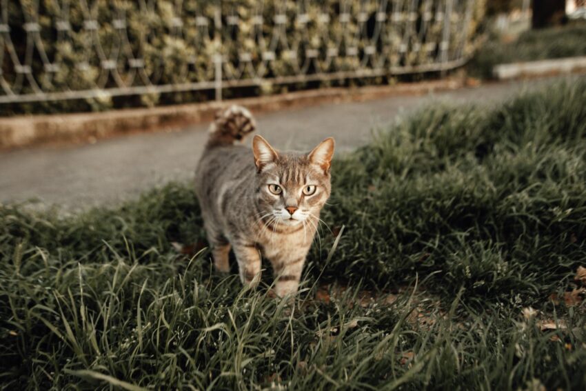 Român riscă 5 ani de închisoare pentru furt de pisică în Marea Britanie