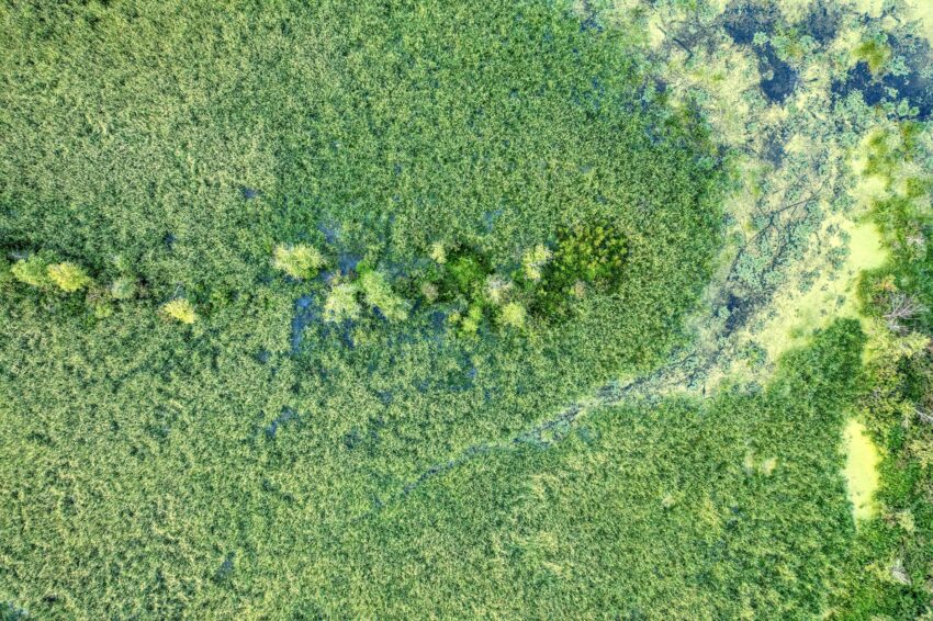 Salvarea copacilor seculari din pădurile Iașiului, o victorie pentru biodiversitate