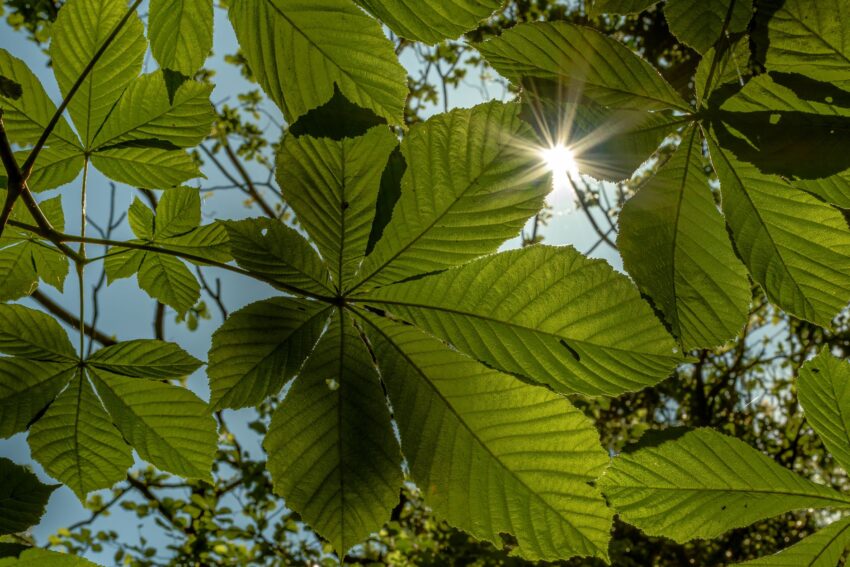 Pericolul Ascuns al Caniculei: Indicele UV și Efectele Sale
