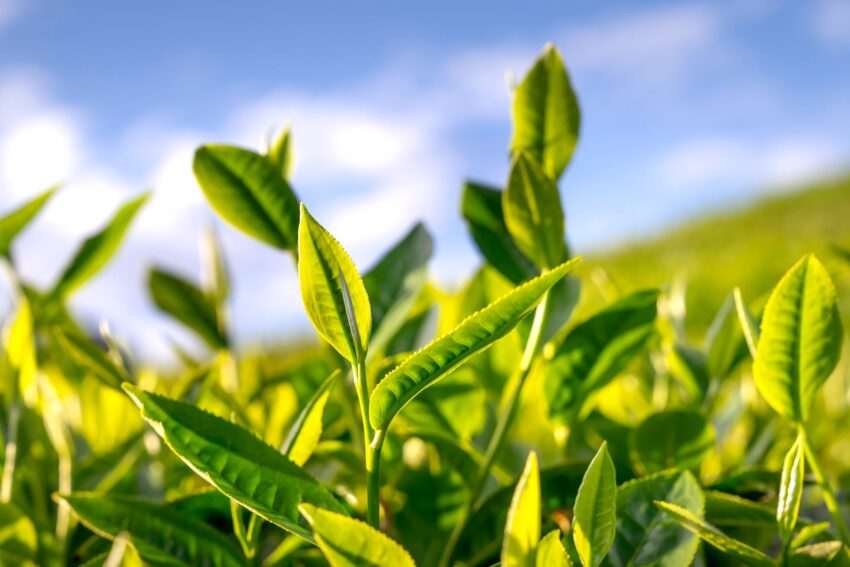 Lemongrass: Planta Exotică cu Aromă de Lămâie și Beneficii Medicinale